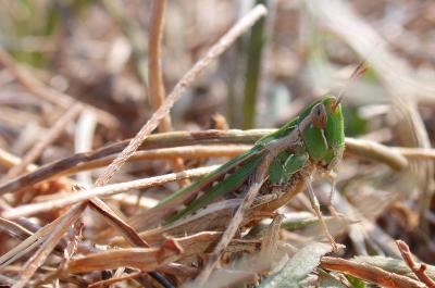 Criquet des dunes Calephorus compressicornis (Latreille, 1804)