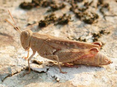 Caloptène occitan Calliptamus wattenwylianus (Pantel, 1896)