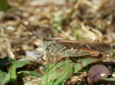 Criquet mélodieux, Oedipode bimouchetée Chorthippus biguttulus (Linnaeus, 1758)