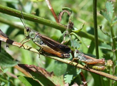 Criquet jacasseur, Staurodère scalaire Stauroderus scalaris (Fischer von Waldheim, 1846)