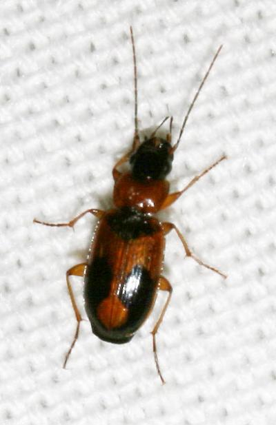  Badister bullatus (Schrank, 1798)