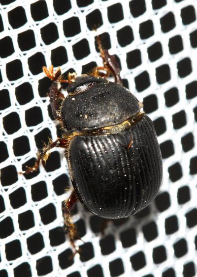  Odonteus armiger (Scopoli, 1772)