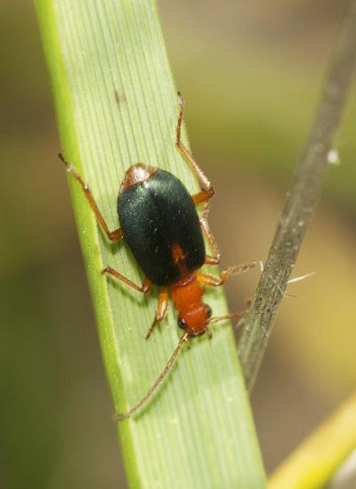  Brachinus sclopeta (Fabricius, 1792)