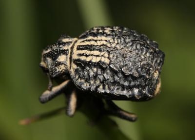  Brachycerus undatus Fabricius, 1798
