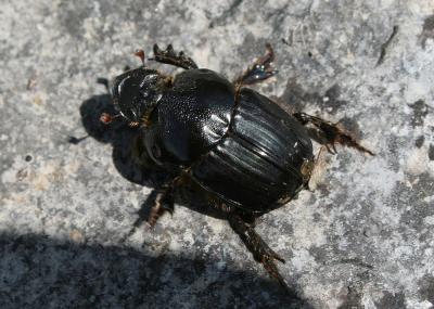  Bubas bubalus (Olivier, 1811)