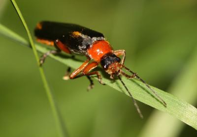  Cantharis flavilabris Fallén, 1807
