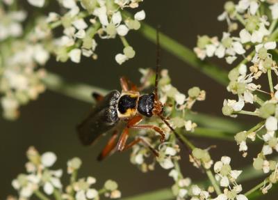 Cantharide noirâtre Cantharis nigricans (O.F. Müller, 1776)