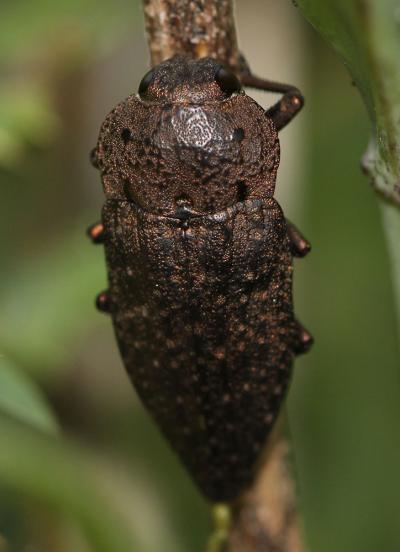 Capnode de l'Oseille Capnodis tenebricosa (Olivier, 1790)