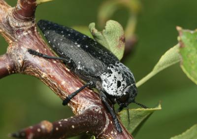 Capnode du Pêcher Capnodis tenebrionis (Linnaeus, 1760)