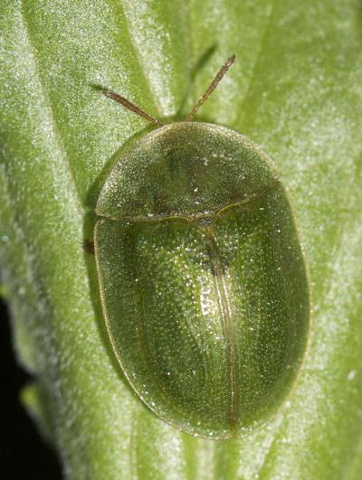  Cassida Linnaeus, 1758
