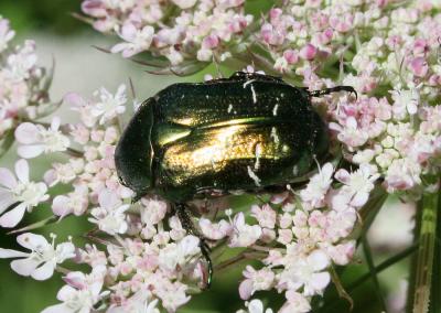 Cétoine dorée (la), Hanneton des roses Cetonia aurata (Linnaeus, 1758)