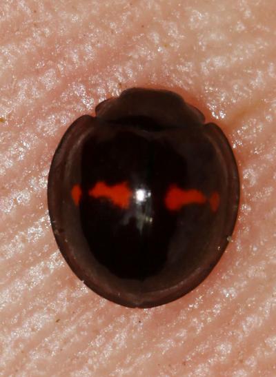 Coccinelle tortue à bande rouge Chilocorus bipustulatus (Linnaeus, 1758)