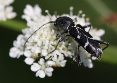  Chlorophorus sartor (Müller, 1766)