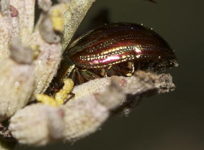 Chrysomèle du Romarin Chrysolina americana (Linnaeus, 1758)
