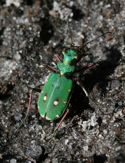 Cicindèle champêtre Cicindela campestris Linnaeus, 1758
