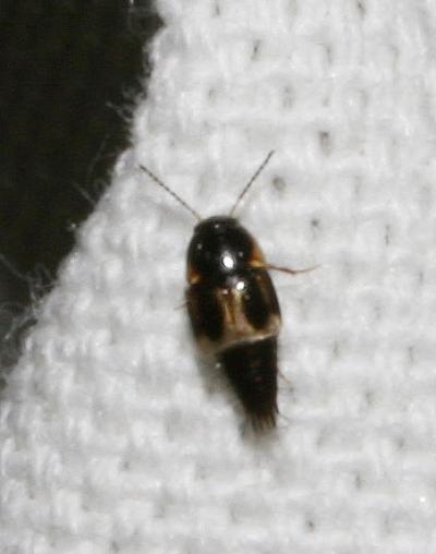  Cilea silphoides (Linnaeus, 1767)