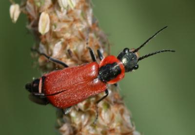 Malachie rousse Clanoptilus rufus (Olivier, 1790)