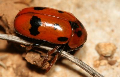  Clytra atraphaxidis (Pallas, 1773)