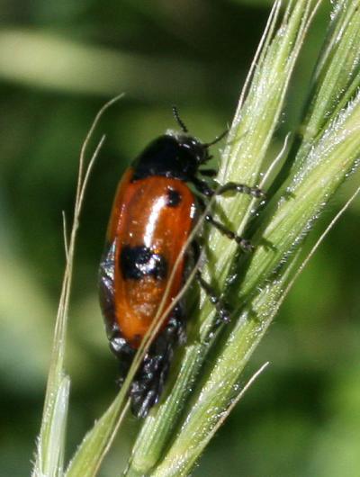  Clytra laeviuscula Ratzeburg, 1837