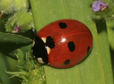 Coccinelle à 7 points, Coccinelle, Bête à bon Dieu Coccinella septempunctata Linnaeus, 1758