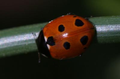  Coccinella undecimpunctata Linnaeus, 1758