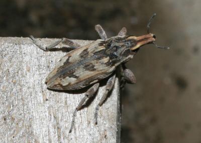 Cléone excorié Coniocleonus excoriatus (Gyllenhal, 1834)