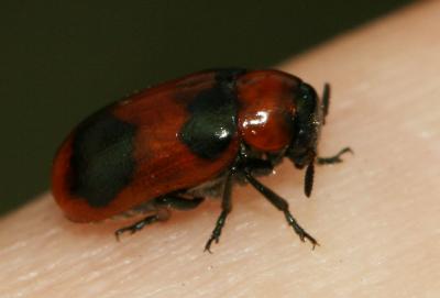  Coptocephala Chevrolat, 1836