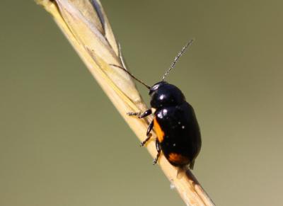  Cryptocephalus moraei (Linnaeus, 1758)