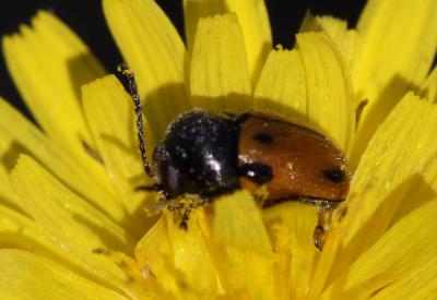 Cryptocéphale à corselet rugueux Cryptocephalus rugicollis Olivier, 1791