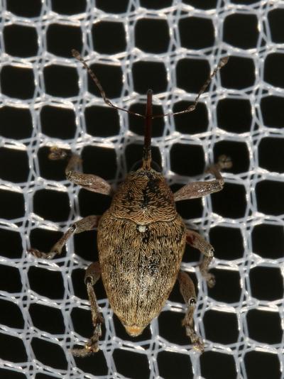  Curculio glandium Marsham, 1802
