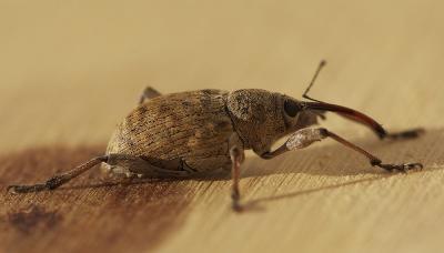  Curculio venosus (Gravenhorst, 1807)