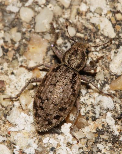  Cycloderes canescens (Rossi, 1792)