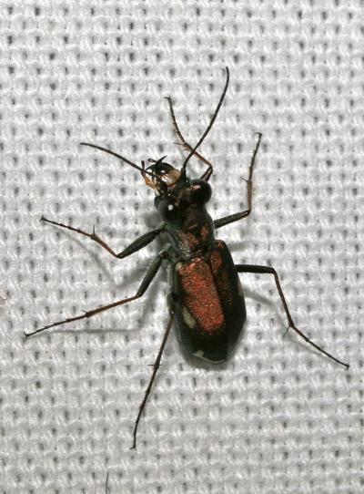  Cylindera germanica (Linnaeus, 1758)
