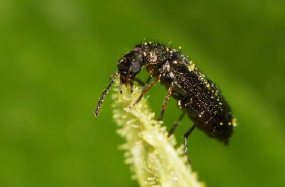  Dasytes plumbeus (O.F. Müller, 1776)