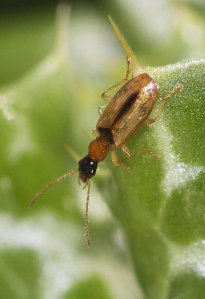  Demetrias atricapillus (Linnaeus, 1758)