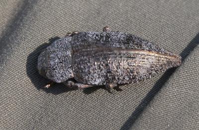  Dicerca aenea (Linnaeus, 1760)