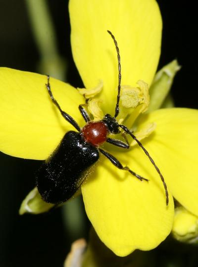  Dinoptera collaris (Linnaeus, 1758)