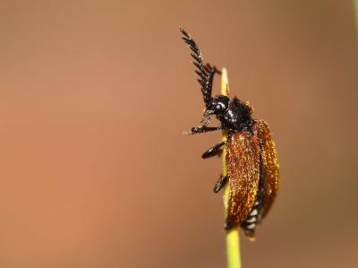 Panache jaune Drilus flavescens (Geoffroy in Fourcroy, 1785)