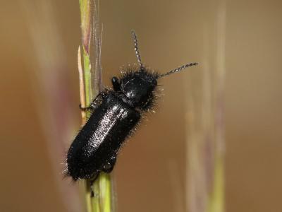 Enicopus pilosus Enicopus pilosus (Scopoli, 1763)