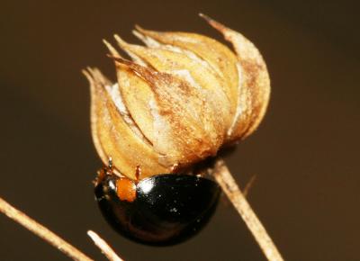 Parexochomus nigromaculatus (Goeze, 1777)