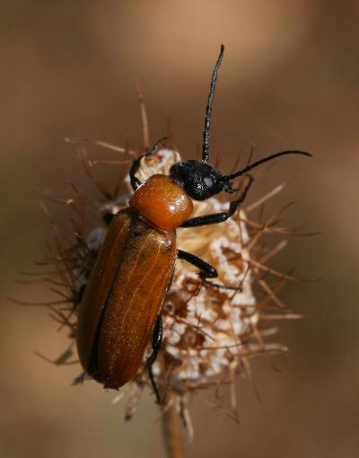 Lupérus portugais Exosoma lusitanicum (Linnaeus, 1767)
