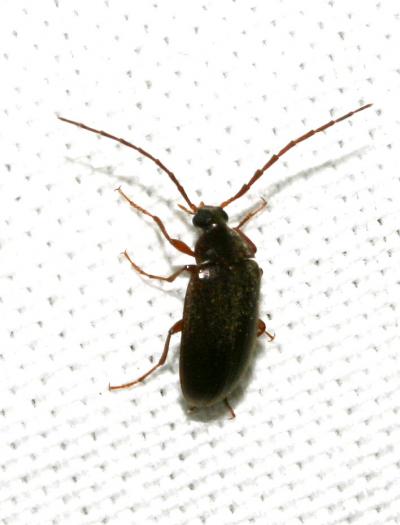  Gonodera luperus (Herbst, 1783)