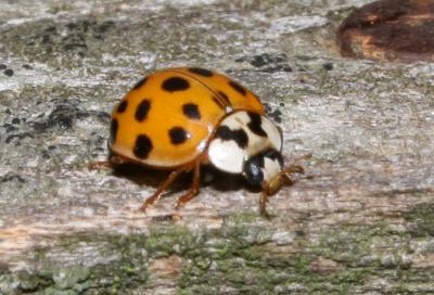 Coccinelle asiatique (la) Harmonia axyridis (Pallas, 1773)