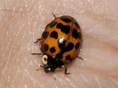 Coccinelle asiatique (la) Harmonia axyridis (Pallas, 1773)
