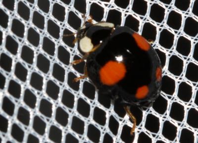 Coccinelle asiatique (la) Harmonia axyridis (Pallas, 1773)