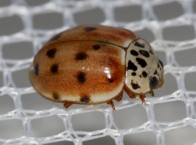 Coccinelle à quatre points Harmonia quadripunctata (Pontoppidan, 1763)