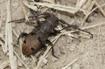  Herophila tristis (Linnaeus, 1767)