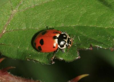 Coccinelle des friches Hippodamia variegata (Goeze, 1777)