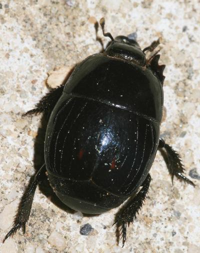 Hister à quatre tâches Hister quadrimaculatus Linnaeus, 1758