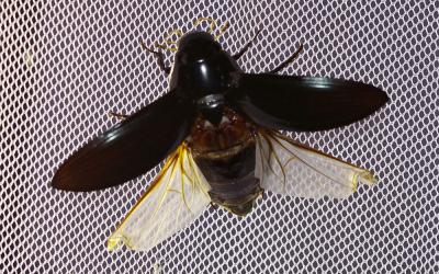 Grand hydrophile Hydrophilus piceus (Linnaeus, 1758)